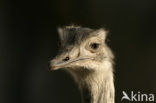 Greater Rhea (Rhea americana) 