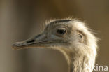 Greater Rhea (Rhea americana) 