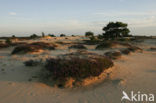 National Park Drents-Friese Wold