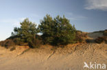 National Park Drents-Friese Wold