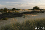 National Park Drents-Friese Wold