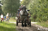 Nationaal Park Dwingelderveld