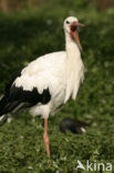 White Stork (Ciconia ciconia)