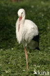 White Stork (Ciconia ciconia)