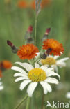 Oranje havikskruid (Hieracium aurantiacum)