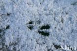 Roe Deer (Capreolus capreolus)
