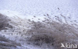 Common Reed (Phragmites australis)