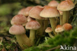 Rode zwavelkop (Psilocybe sublateritia)