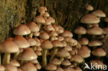 Cinnamon Cap (Psilocybe sublateritia)