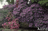 Rododendron (Rhododendron)