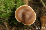 Roodbruine botercollybia (Collybia butyracea var. butyracea)