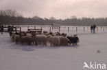 Sheep (Ovis domesticus)