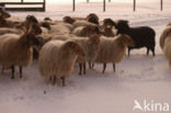 Sheep (Ovis domesticus)