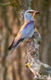 European Roller (Coracias garrulus) 