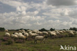 Schoonebeeker schaap (Ovis domesticus)