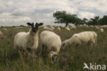 Schoonebeeker schaap (Ovis domesticus)