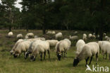 Schoonebeeker schaap (Ovis domesticus)