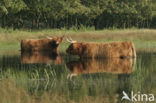 Schotse Hooglander