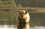 Schotse Hooglander