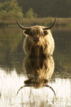 Highland Cow (Bos domesticus)