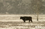 Highland Cow (Bos domesticus)