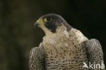 Slechtvalk (Falco peregrinus) 