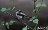 Long-tailed Tit (Aegithalos caudatus)