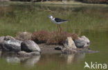 Black-winged Stilt (Himantopus himantopus)