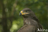 Steppe eagle (Aquila nipalensis)