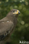 Steppe eagle (Aquila nipalensis)