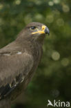 Steppearend (Aquila nipalensis)