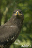 Steppe eagle (Aquila nipalensis)