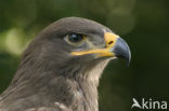 Steppe eagle (Aquila nipalensis)