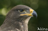 Steppearend (Aquila nipalensis)