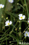 Lesser Waterplantain (Echinodorus ranunculoides)