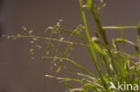 Straatgras (Poa annua)