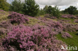 Heather