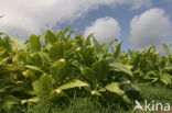 Tabak (Nicotiana tabacum)