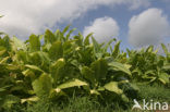 Large Tobacco (Nicotiana tabacum)