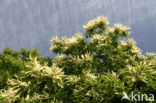 Tamme kastanje (Castanea sativa)