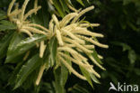 Tamme kastanje (Castanea sativa)