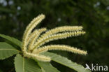 Sweet Chestnut (Castanea sativa)