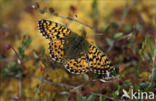 Veenbesparelmoervlinder (Boloria aquilonaris) 