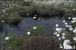 Veenpluis (Eriophorum angustifolium)