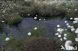 Common Cottongrass (Eriophorum angustifolium)