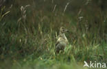 Veldleeuwerik (Alauda arvensis) 