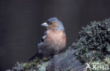 Chaffinch (Fringilla coelebs)