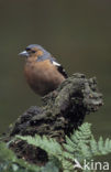 Vink (Fringilla coelebs)