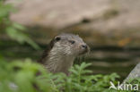 European Otter (Lutra lutra) 