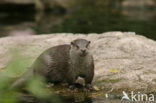 European Otter (Lutra lutra) 